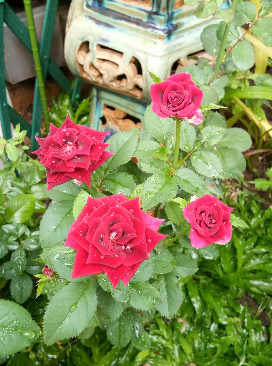 FebrianeTanumu's tweet photo. 🐴🌹💕 https://t.co/jrD5NYk3Z8