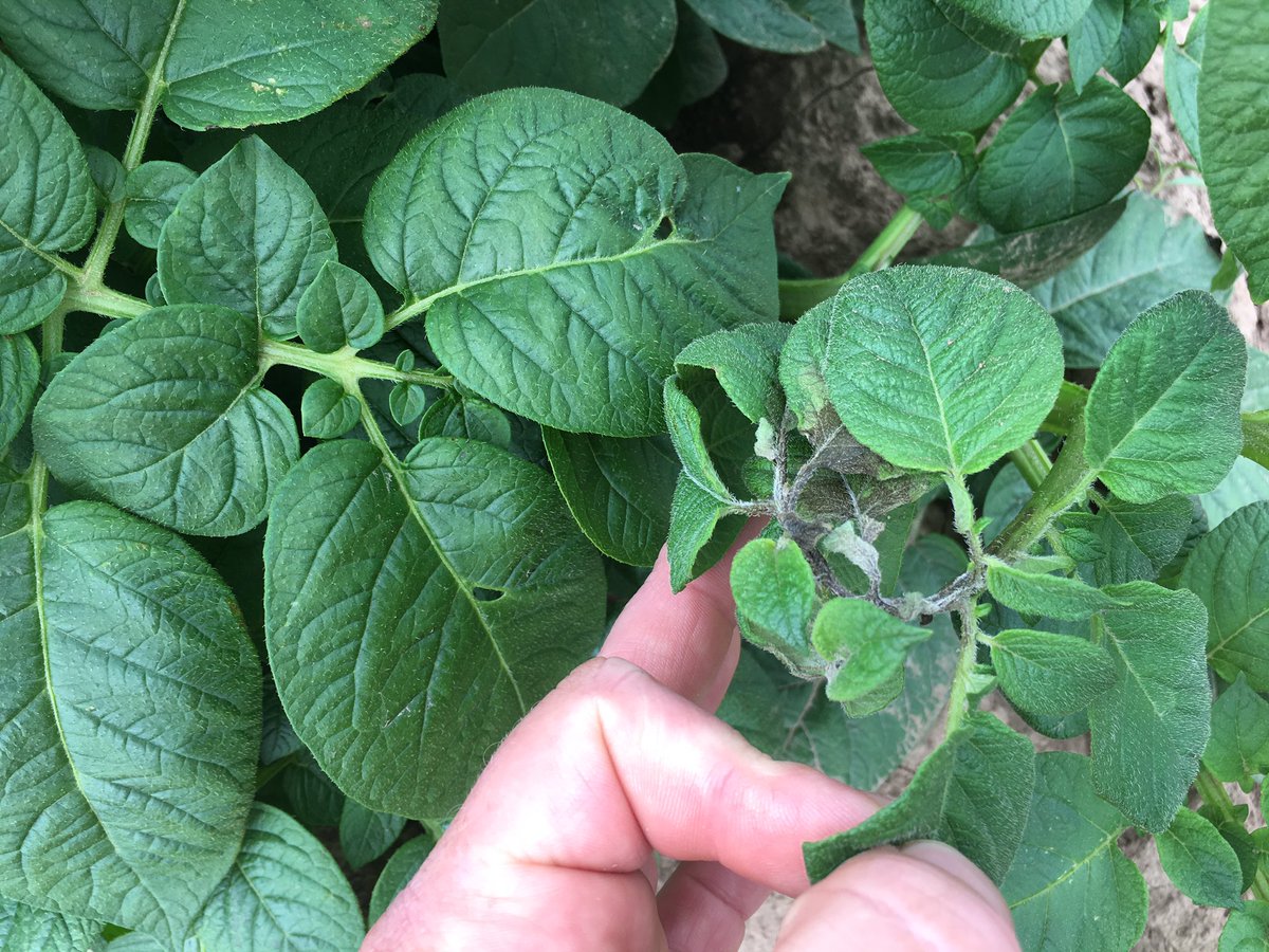 Blight being found readily on untreated plots at our blight product test trial.