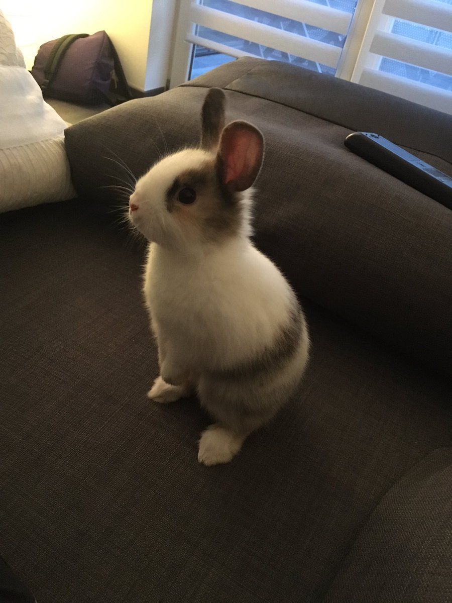Keriadez's tweet photo. 10 jours qu'on apprend à se connaître 🐰💕 Un vrai clown à ses heures perdues 😅🤣 https://t.co/w4oqm0u2K4