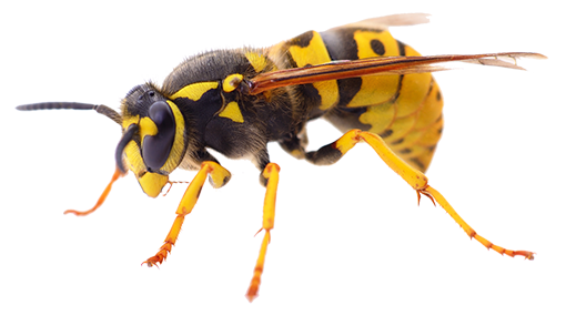 InventionsSeed's tweet photo. Wasp Treatment Pest Control https://t.co/xb9KgnHCdb https://t.co/2rWW7Hkmxp