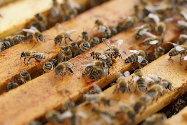 thebeekeeperman's tweet photo. I just like raising honey bees and really appreciate the work, work, work they do all day for us... #howtostarta... https://t.co/uNn3l2IAk6