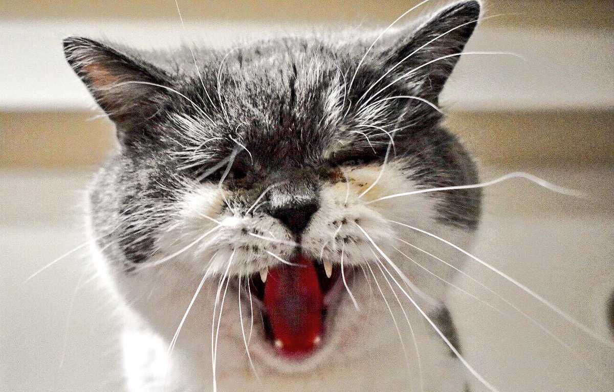 ガォー！！