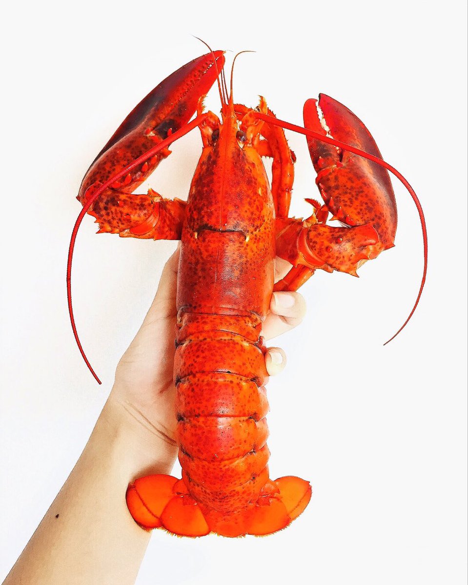 minhtruclt's tweet photo. #lobster #seafood https://t.co/jmA5OEALLY