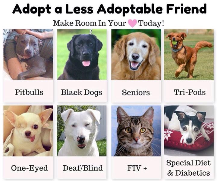 veganmattison's tweet photo. If you're looking to adopt a pet please remember there are some animals that have a harder time getting adopted. Don't overlook them 💙 https://t.co/KMap5Vz3dp
