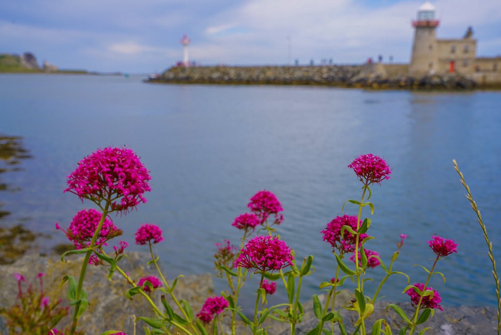 4wardpath's tweet photo. Visiting @TourismIreland #Ireland #Howth_Fishery. https://t.co/1wFMBXlweS
