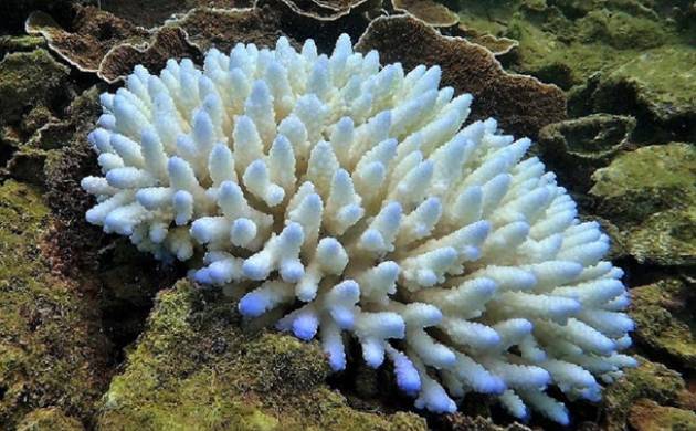 NewsNationTV's tweet photo. #Superalgae may help reduce #bleaching of the world's #Coral reefs https://t.co/H6xhpEC766 https://t.co/0nW9eZ3e33