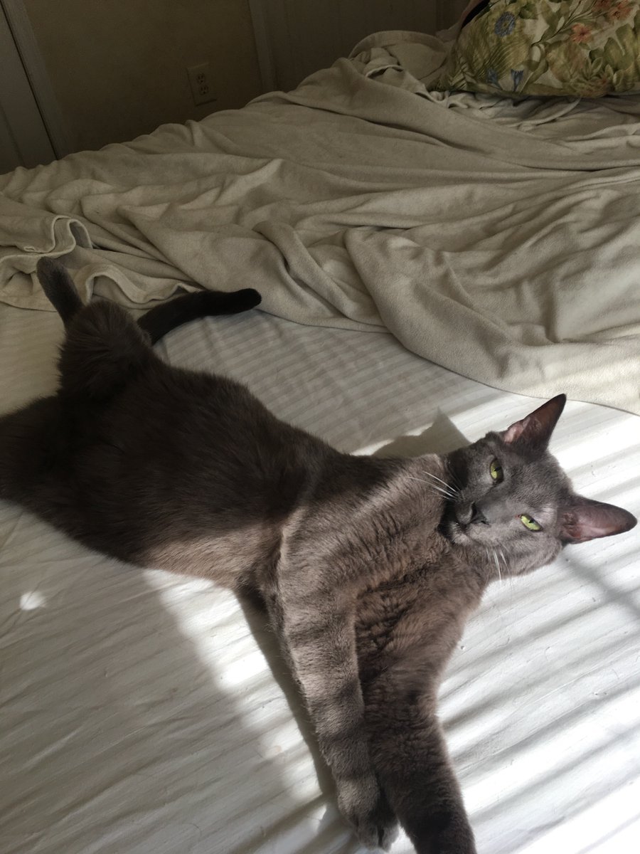 FosterCatTBird's tweet photo. Good morning, Twitter! https://t.co/dQpOKz1eNC