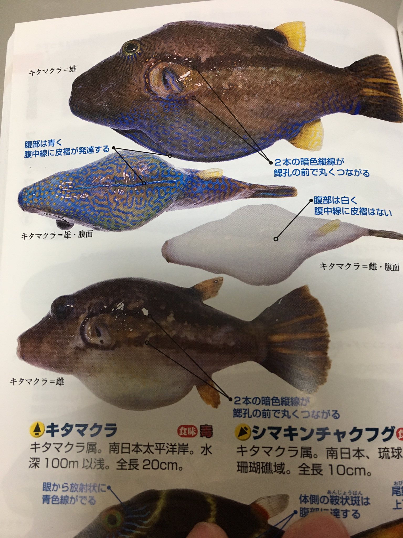 最高のフグ キタマクラ 最高の花の画像 最高のフグ キタマクラ 最高の花の画像