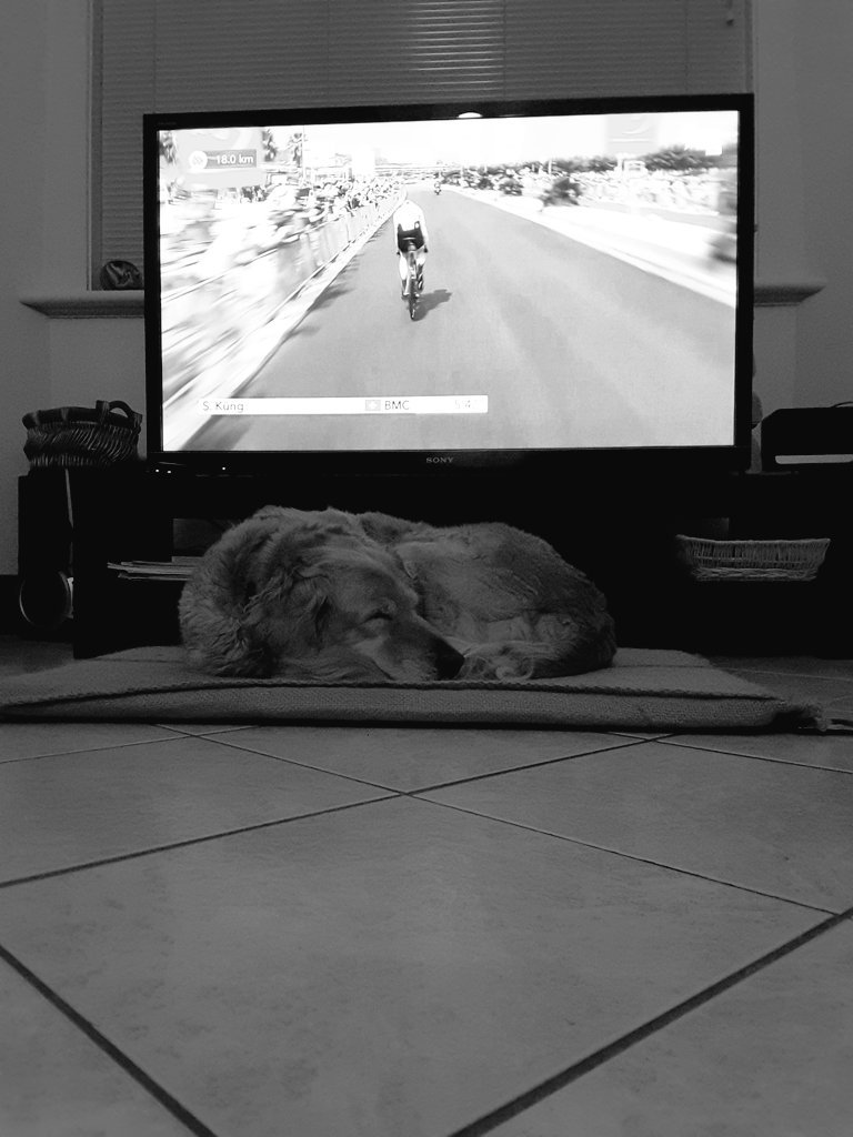 SMikic13's tweet photo. #MissRocket not a fan of the #ITT #TourDog
#TDF2017 #SBSTDF https://t.co/1r0mSK78zu