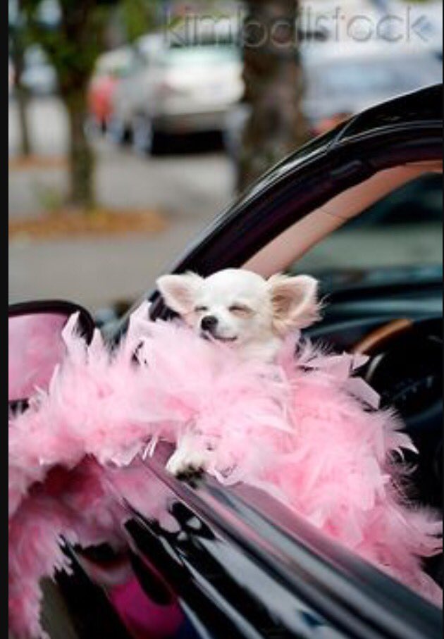 aboutmydogg's tweet photo. Is a boa too much❓
Such a great accessory & fabulous to touch🐾
#TwoLineRhymeYourLife https://t.co/CfIQphhiJt