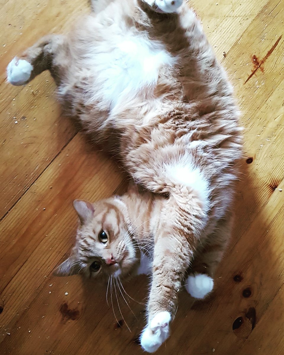 office_hell's tweet photo. Dzień dobry wszystkim!
Wszyscy już wstali?
☕
Buziaki i miłego dnia 😘
#ginercat #cat #instacat #kot #catsofinstagram #cats #yogacat https://t.co/UFcjyAghH2