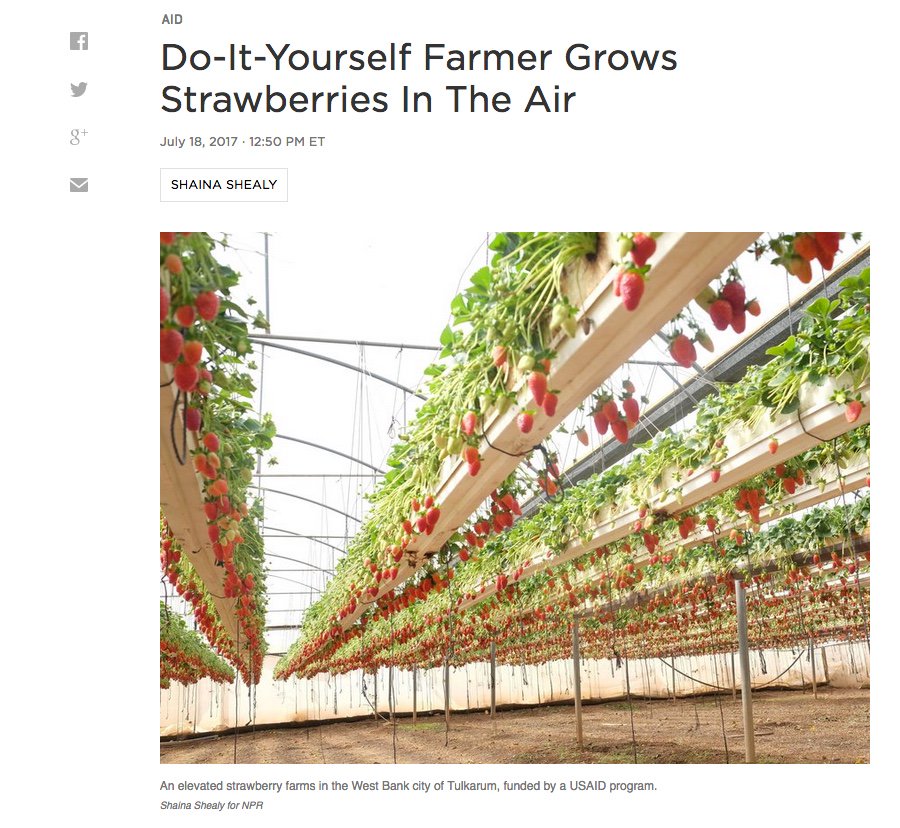 USAID's tweet photo. One SWEET #SaturdayReady: A #WestBank #farmer ⬆️ 🍓crop 3X w/#DIY idea inspired by USAID. Story from @NPRGoatsandSoda https://t.co/XT1GNEw5s4 https://t.co/rIG6U3Bea2