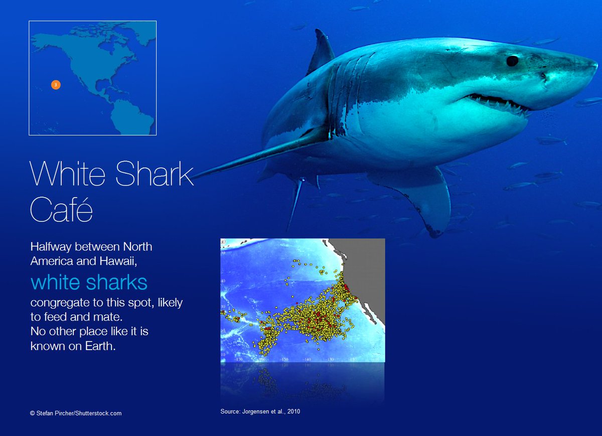 Fdouvere's tweet photo. Ocean treasures #HighSeas science suggest have possible #WorldHeritage value. #PrepCom4 #BBNJ https://t.co/4r6l44RnAk https://t.co/lv3cPgQs4J