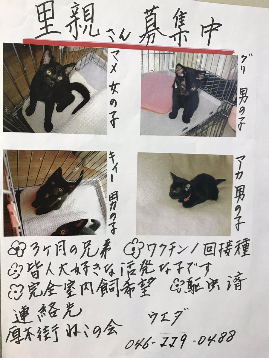 迷子猫 Sur Twitter 里親募集中だそうです 3ヶ月黒猫 オス3匹メス1匹 ワクチン一回接種済 活発 完全室内飼い希望だそう 黒猫ちゃん 子猫ちゃん 欲しい人 里親募集されてます ポスター参照の上ご連絡されてみて下さい 神奈川県 厚木市 里親募集 里親