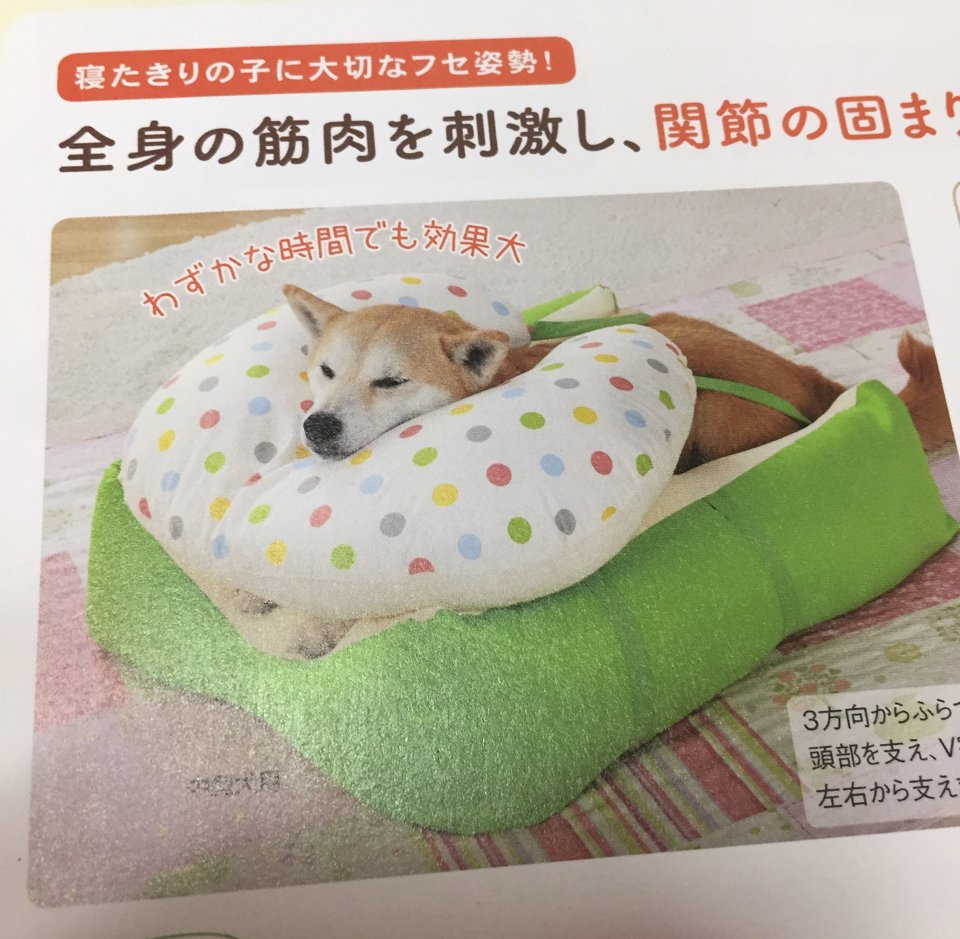エコルデ 千さん よいものを作ってもらいましたね 猫も犬もアゴ乗せの姿勢が楽なんですね 勉強になります エコルデ 千さん よいものを作ってもらいましたね 猫も犬もアゴ乗せの姿勢が楽なんですね 勉強になります