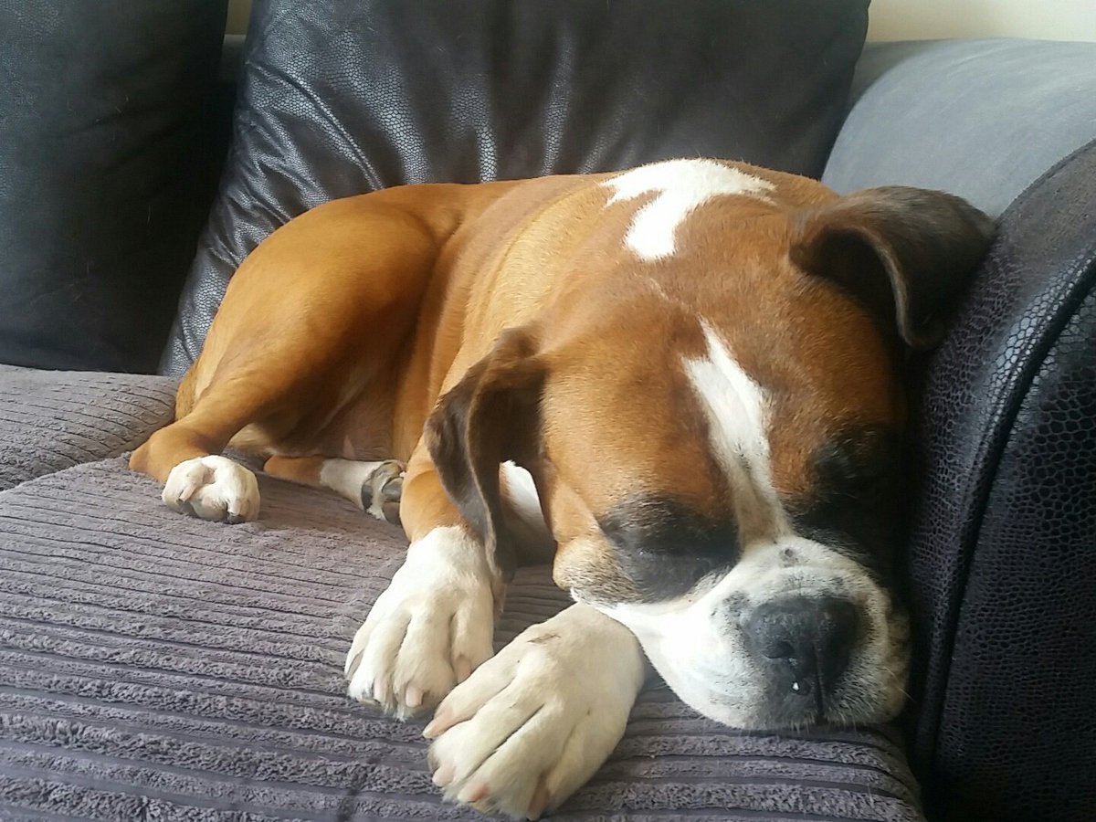 ScienceDogIzzy's tweet photo. Taking a nap before @DublinMaker festival and going to does some sciences https://t.co/0Yirx1BI59