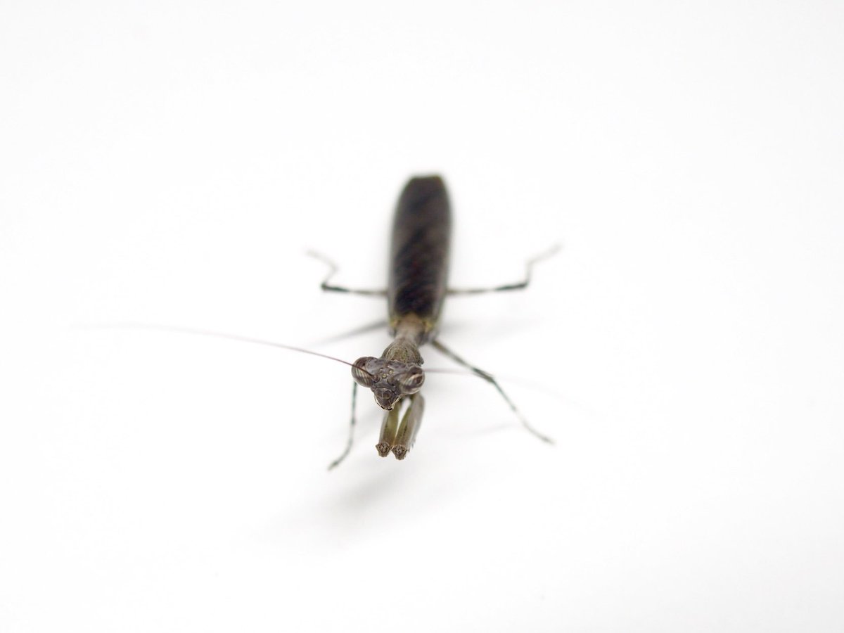 M_religiosa's tweet image. ヒメカマキリ
Acromantis japonica
#日本のカマキリ
#mantodea