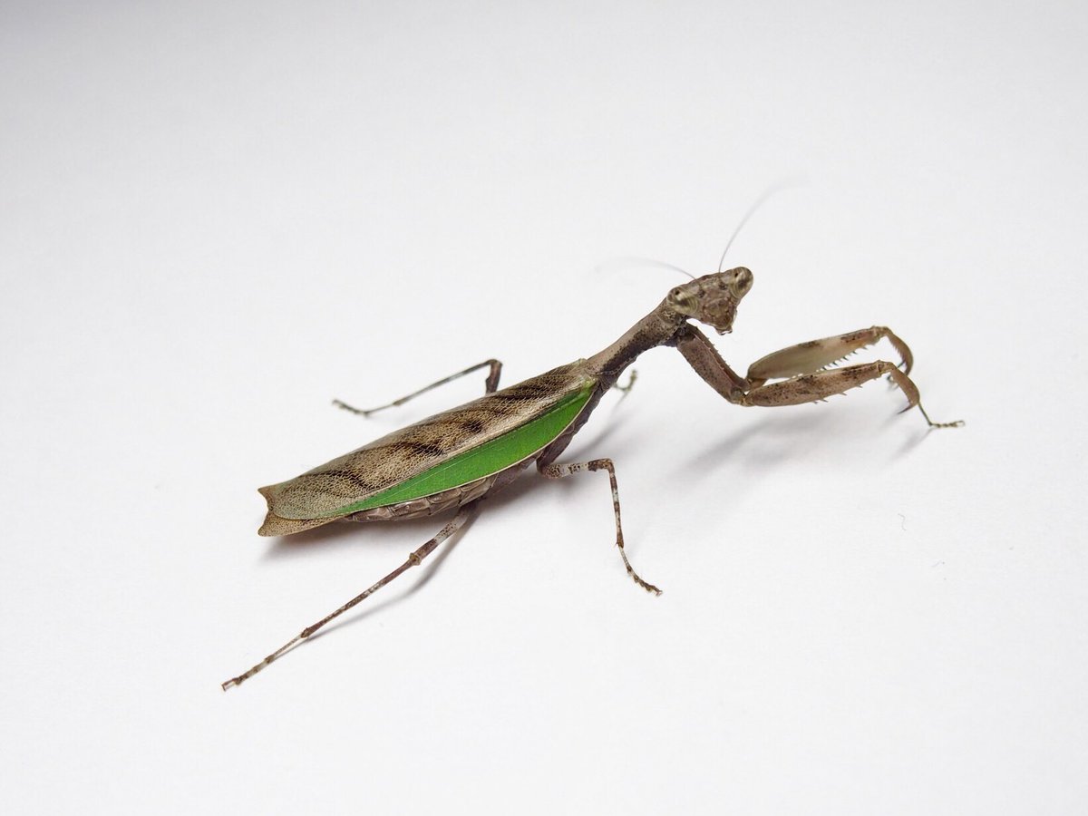 M_religiosa's tweet image. ヒメカマキリ
Acromantis japonica
#日本のカマキリ
#mantodea