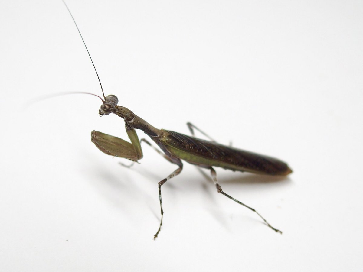 M_religiosa's tweet image. ヒメカマキリ
Acromantis japonica
#日本のカマキリ
#mantodea