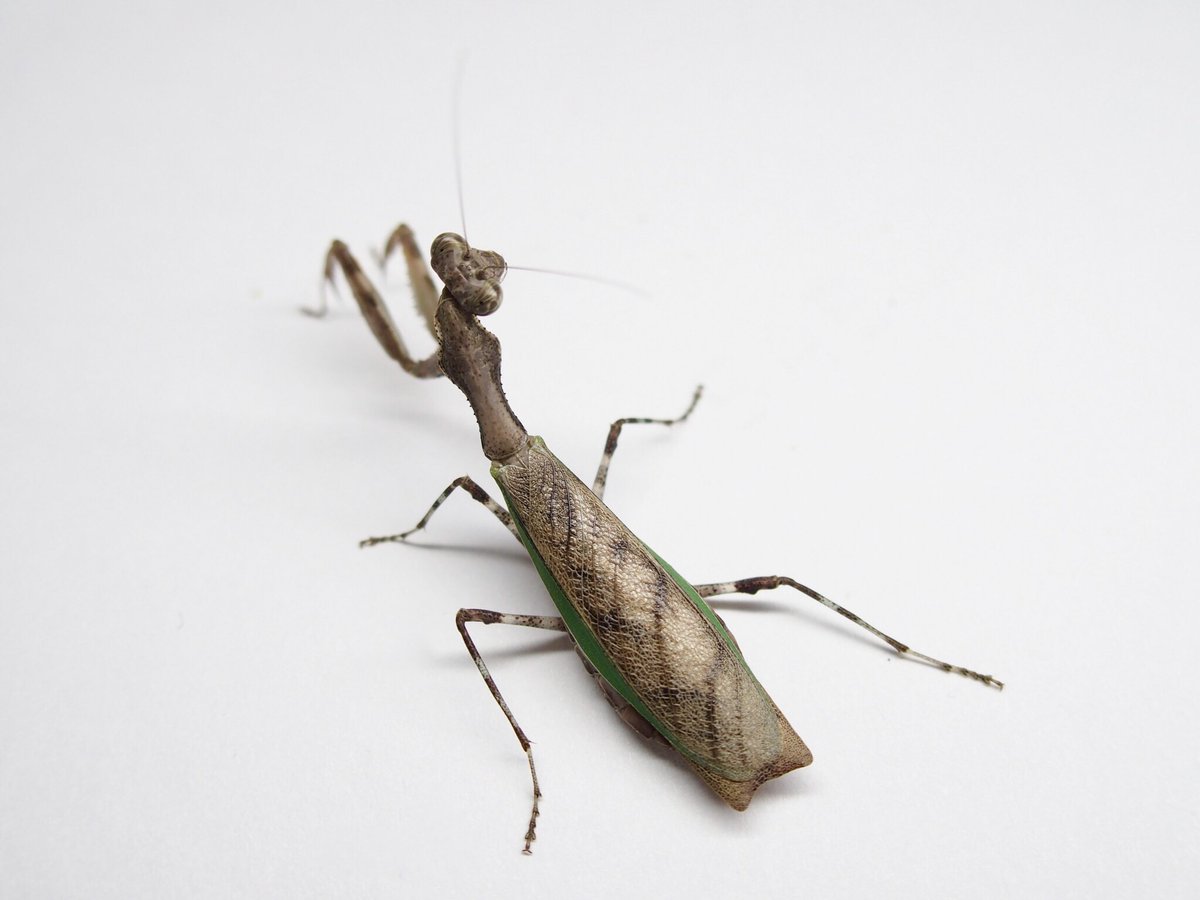 M_religiosa's tweet image. ヒメカマキリ
Acromantis japonica
#日本のカマキリ
#mantodea