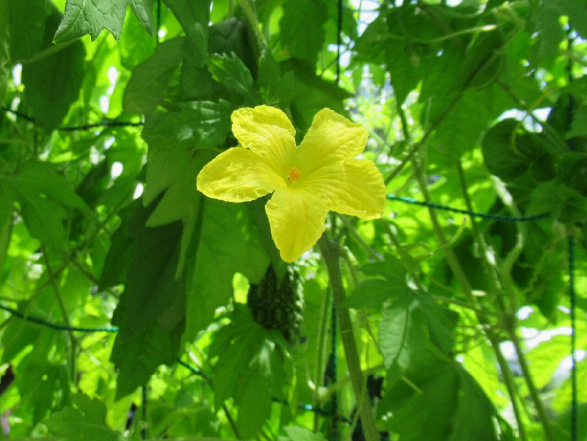 1000花 בטוויטר 531 ゴーヤ ウリ科 インド原産 別名ニガウリ ツルレイシ 沖縄の野菜として知られた 苦いけれども栄養豊富 暑さに強く緑のカーテンに使われる 葉っぱはモミジ形に切れ込むものが多い 花 野菜 夏の花