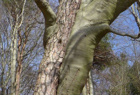 Islam – Religion oder Konfession explizitnet.wordpress.com/2017/07/22/isl…