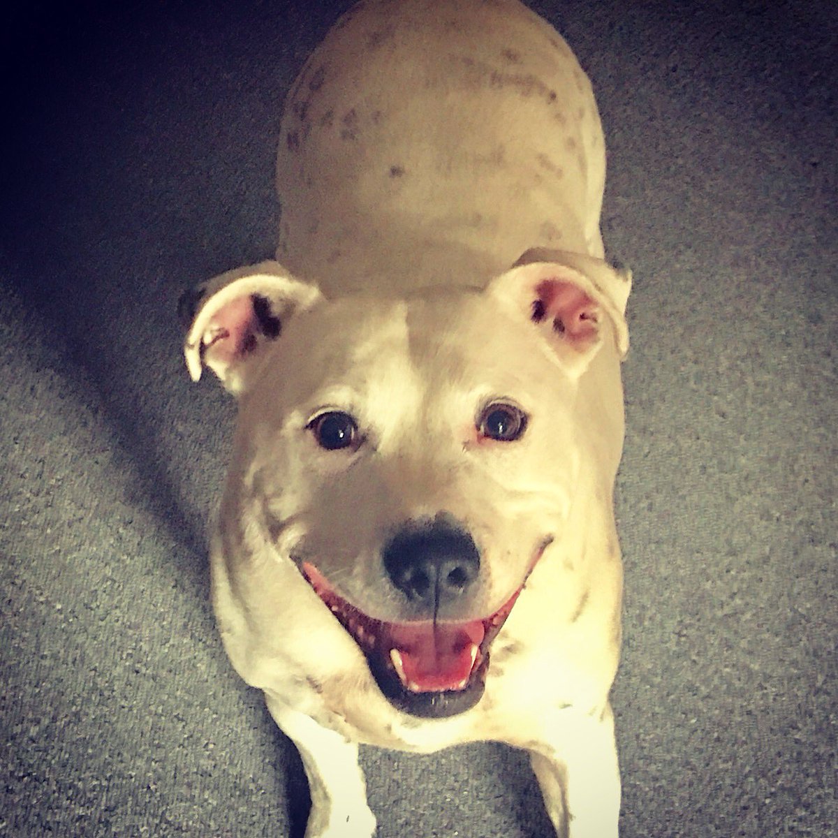 GinTheStaff's tweet photo. Chivalry and pawsecco make for one happy @BDCH boy #BatterseaBoy #StaffBullTerrier #SofterThanYouThink #PamperedPaws #RescueDog https://t.co/5ybSTq825U