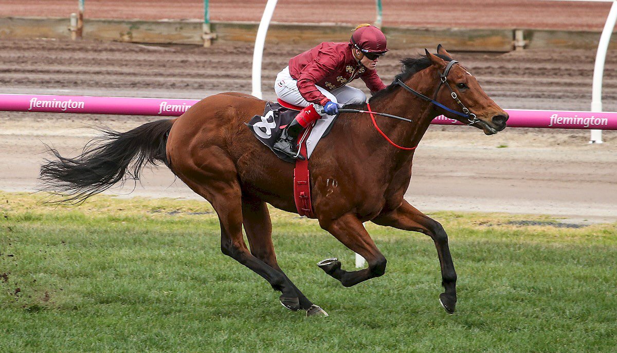 DOBrienRacing's tweet photo. Well done to @FahadAlthaniQR @dredvers on the strong win of Portman @FlemingtonVRC for @CWilliamsJockey today #classanimal #bigprepahead https://t.co/qmwiAkCokh