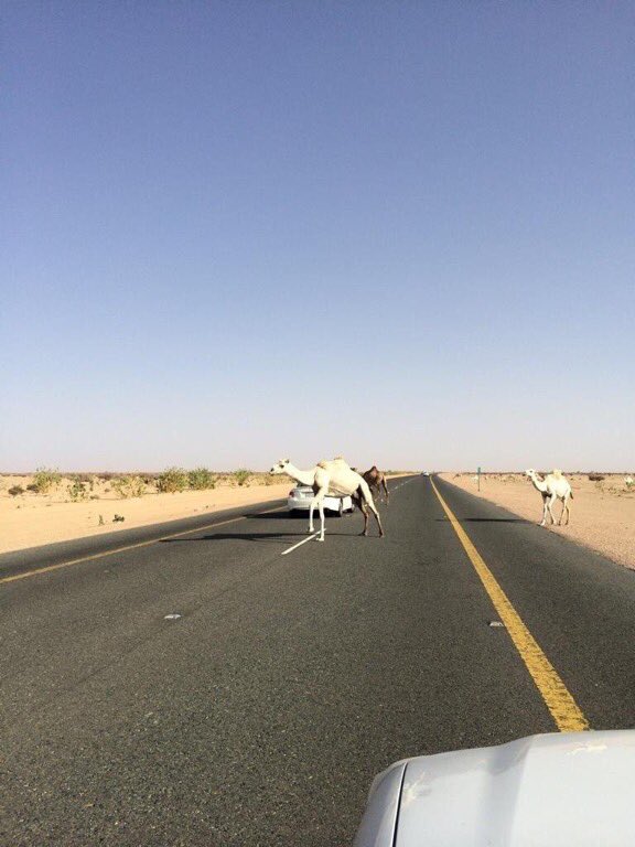 alialgofaily's tweet photo. ١٠٠كلم الوفيات فيه تناهز إستشهاد أبطالنا بالحد الجنوبي.
مسار واحد بلا شبك وكله شاحنات الموت وإبل سائبة حصدت فلذات أكبادنا !
#حضن_طريق_الموت https://t.co/HuZ05BTWP7