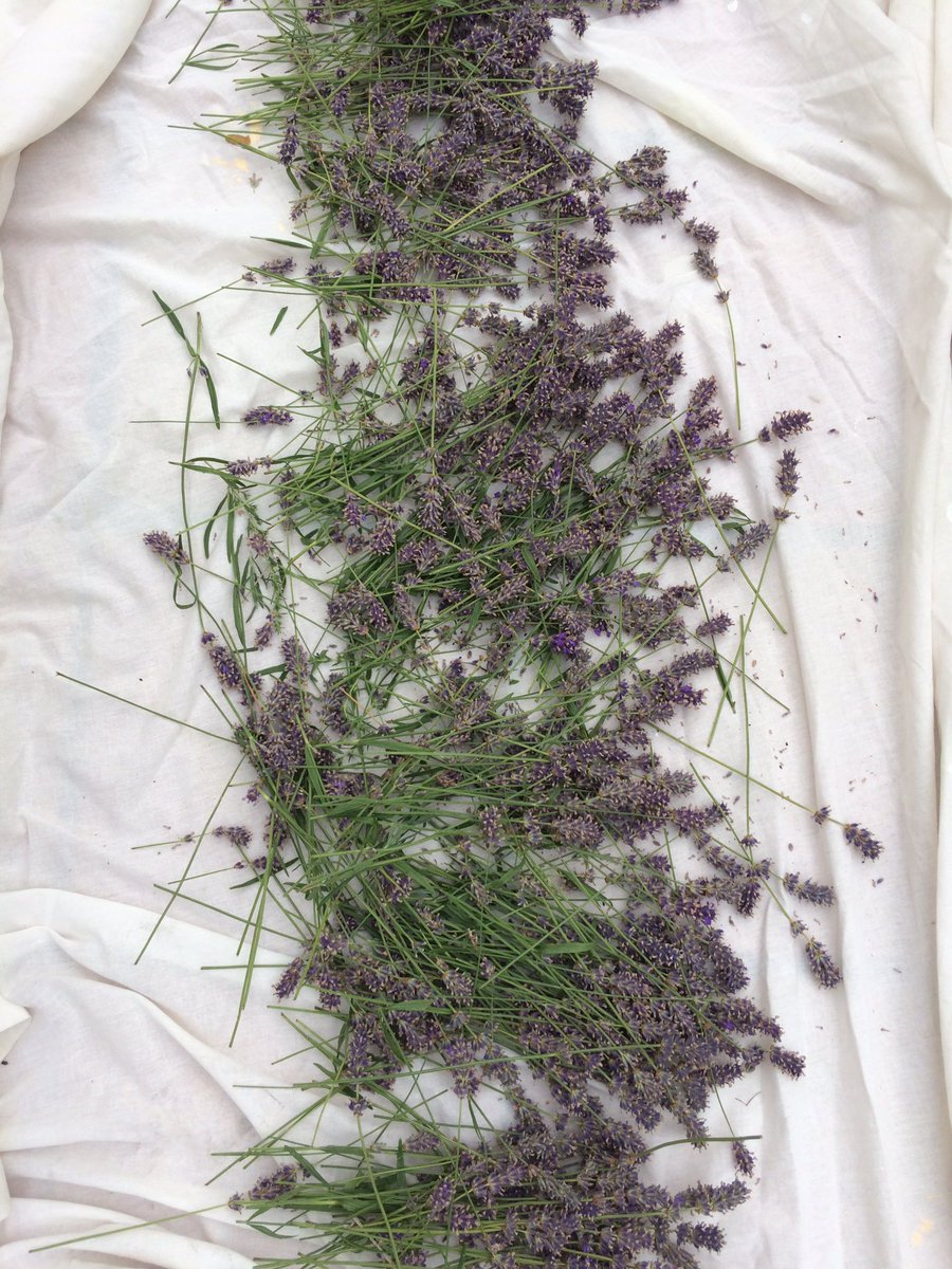 MaggieLearmonth's tweet photo. #drawing with #lavender #harvest #growyourown #beautyinsimplethings #ArtCan https://t.co/2UAaSEssSY