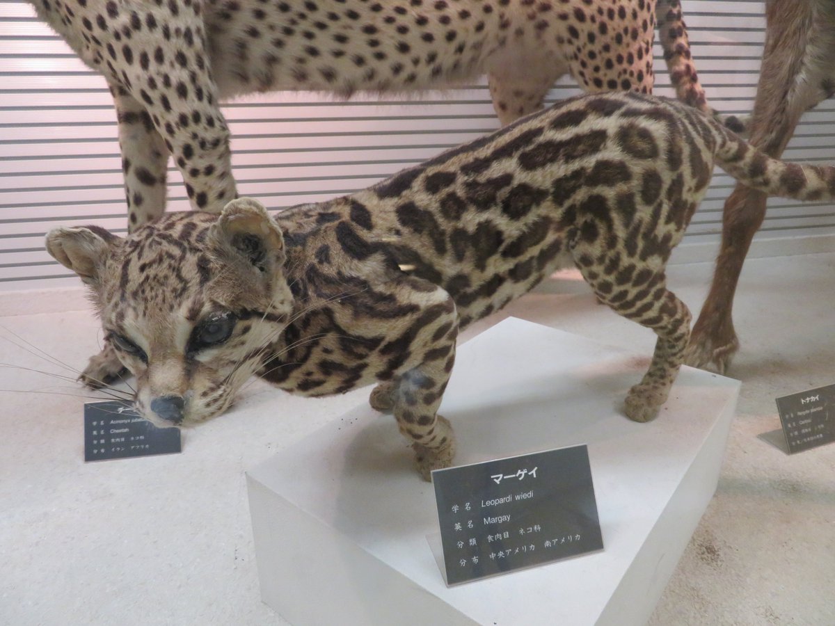 けものフレンズ がきっかけで久々に動物園とかに行ったまとめ 2ページ目 Togetter けものフレンズ がきっかけで久々に動物園とかに行ったまとめ 2ページ目 Togetter