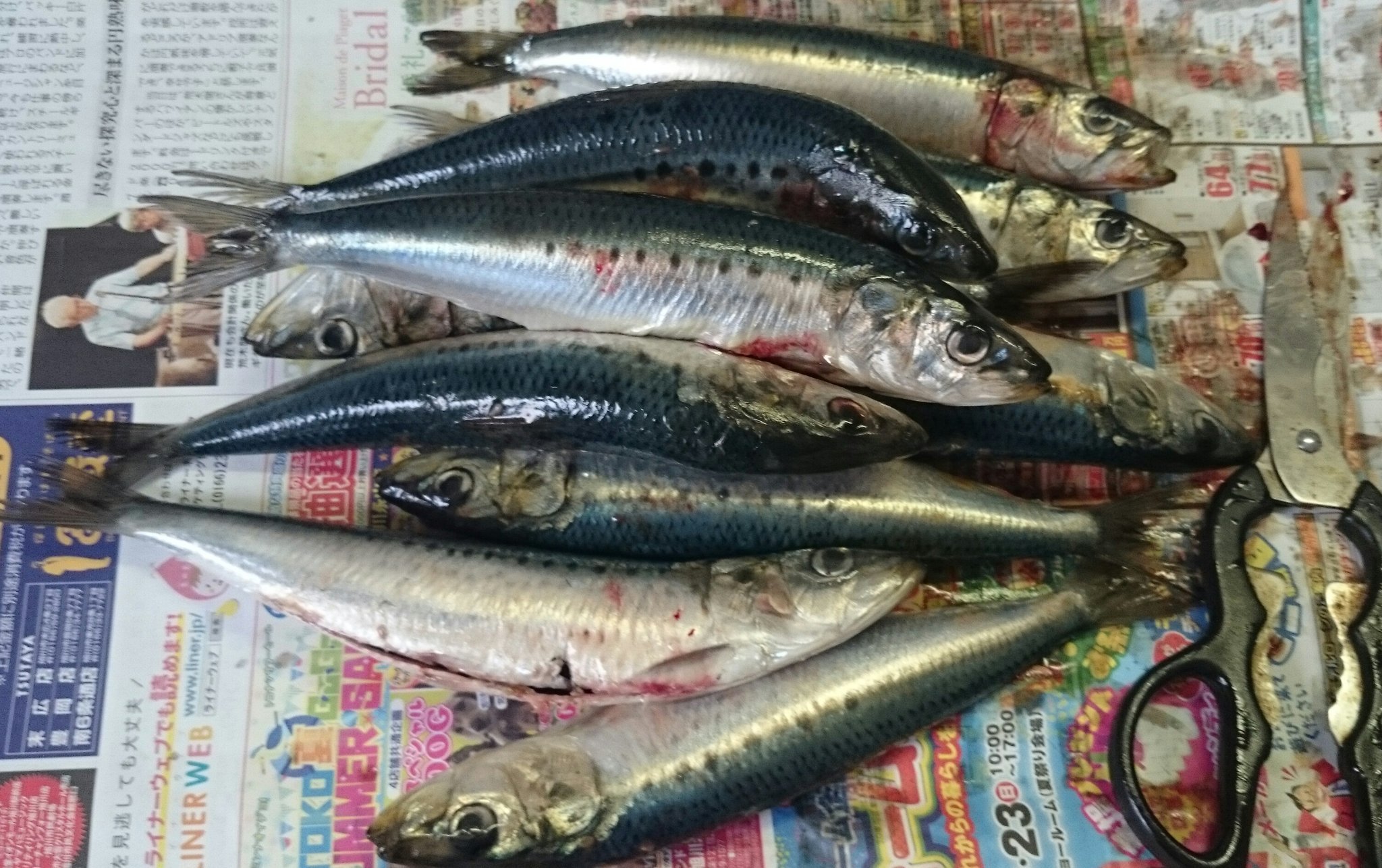 旭川医大寄生虫学講座 今日はイワシ10匹買ってきてお腹の中を調べました 探してた寄生虫 がいなくてちょっとがっかりだったけど 食べても美味しいから魚って最高だよね キッチンにはピンセットとpbsとアルコールを常備し