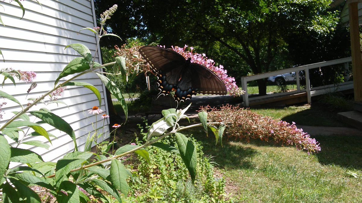 StepFarmMuseum's tweet photo. We have some very busy #butterflies! Come see colorful ladies like this Black Swallowtail by the Museum Mercantile. #stepfarmmuseum #nature https://t.co/saADlzBZsL