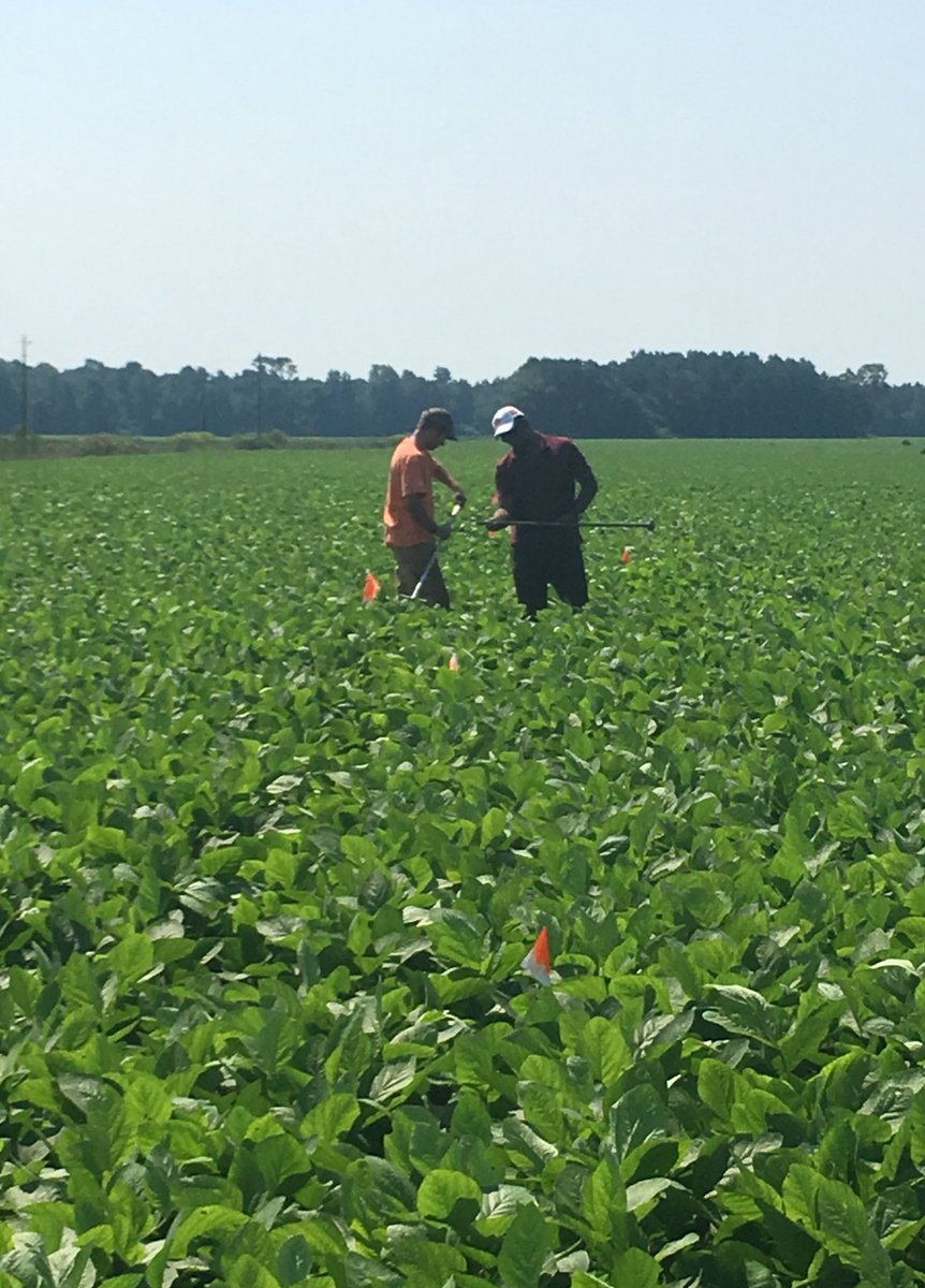 TheMuddyTiger's tweet photo. Grad students helping to install soil moisture access tubes in tillage / cover crop CIG yesterday. #SouthernCoverCrops #respect https://t.co/WIrbTys5cm