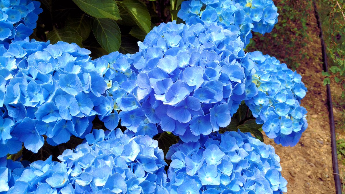 Beautiful blue hydrangeas from Port Orchard, Washington! http