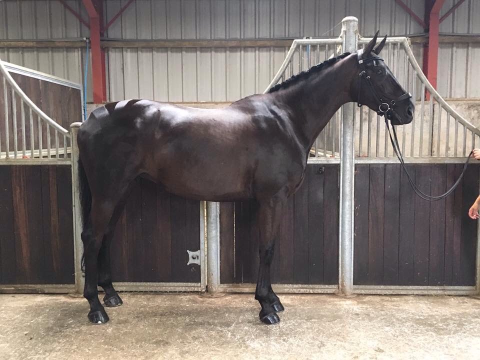 Being a young nearly 18hh dressage horse,we struggled in the past to put weight on Sante.Thanks to <a href="/tmhaylage/">Taylor Made Forage</a> &amp; <a href="/TopSpec2/">TopSpec</a> she looks amazing!