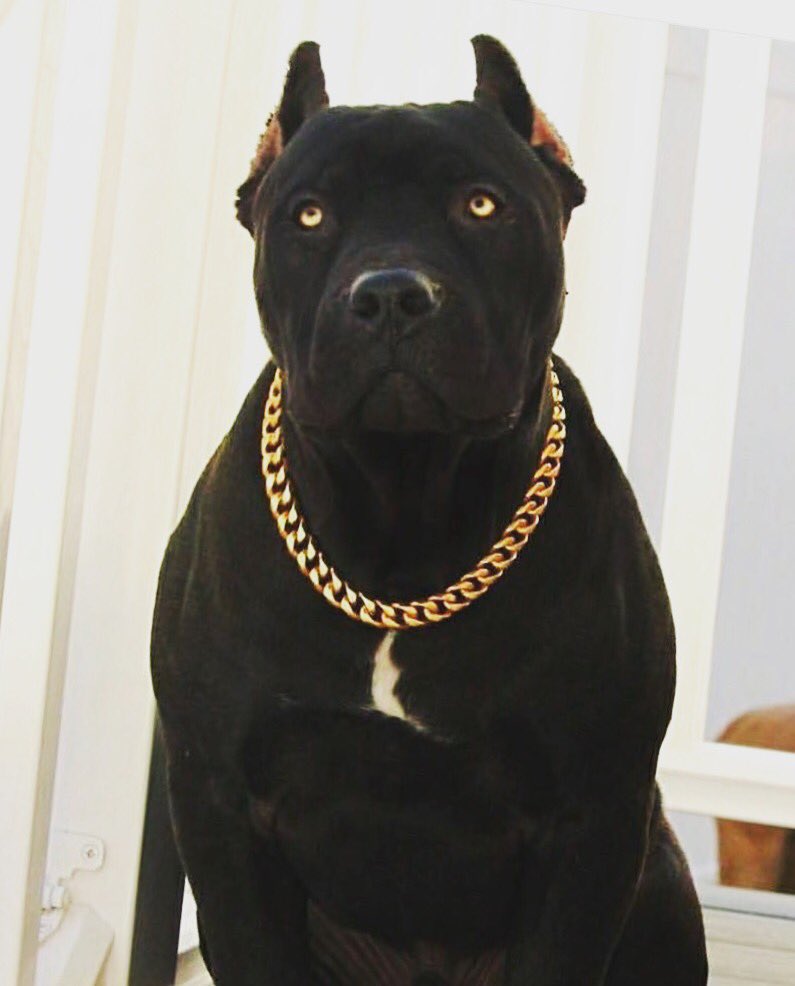 NordicEstates's tweet image. How cool is this dog?😎