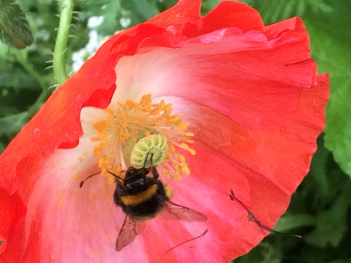 wonfordplanters's tweet photo. In prep for SW in Bloom IYN judging on Monday, bees love our flowers #pathtowellbeing @WellbeingExeter #bees #wildflower @DevonWildlife https://t.co/CSZMqi35X8