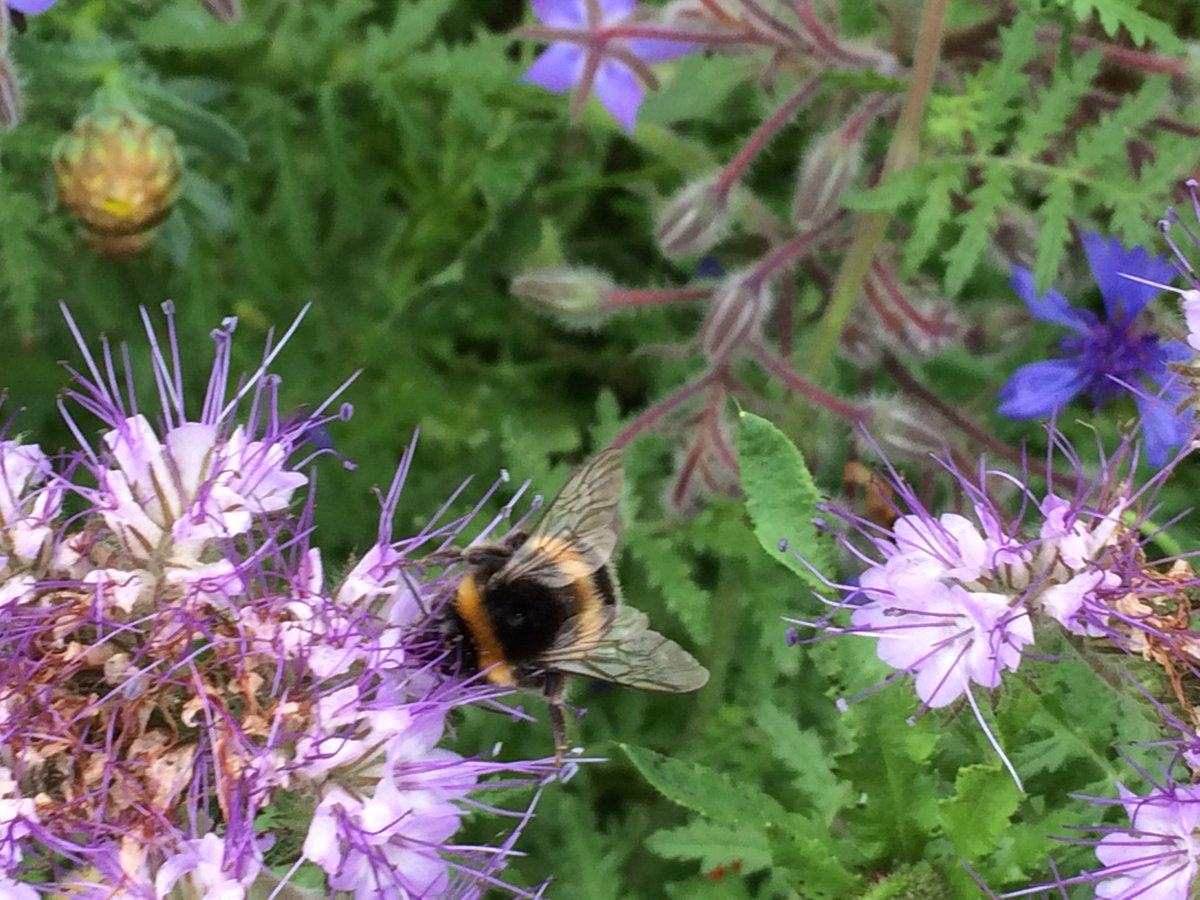 wonfordplanters's tweet photo. In prep for SW in Bloom IYN judging on Monday, bees love our flowers #pathtowellbeing @WellbeingExeter #bees #wildflower @DevonWildlife https://t.co/CSZMqi35X8