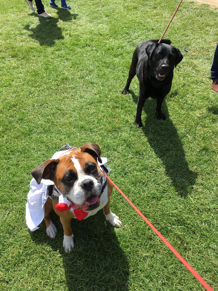 DublinMaker's tweet photo. Izzy the Science dog is back at #DublinMaker with her lab intern Kaya #DogsofDublinMaker https://t.co/K3v7eyHWWe