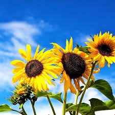 Sommerferie er å våkne og ikke vite hvilke ukedag eller dato det er.
Ønsker allle min venner en fortsatt riktig god sommer 😀
#sommerferie