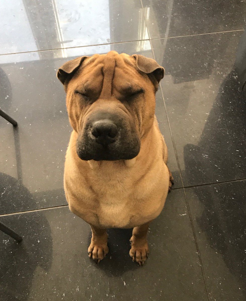 H2RScotland's tweet photo. Floyd is still looking for a forever home. Good with kids and other dogs. Please RT 😊 0300 999 6335 for any info. https://t.co/SHDWQRr58a
