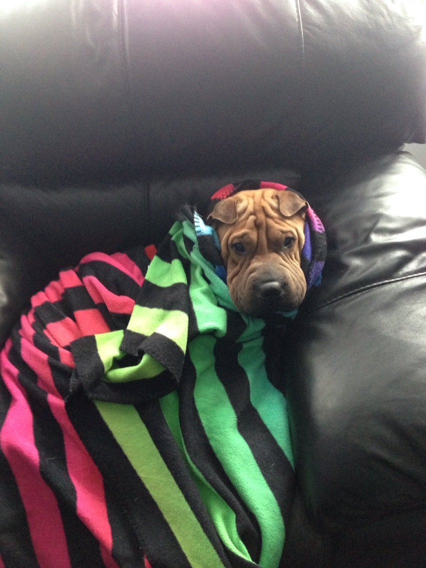 H2RScotland's tweet photo. Floyd is still looking for a forever home. Good with kids and other dogs. Please RT 😊 0300 999 6335 for any info. https://t.co/SHDWQRr58a