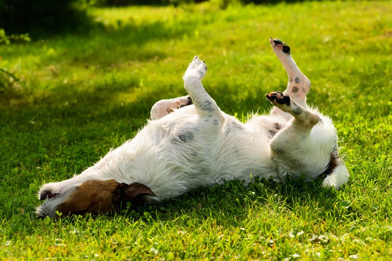 doggysdigest's tweet photo. Home Remedies for Getting Rid of Fleas - https://t.co/utp4N2Cw7b https://t.co/uchiH8H8fu