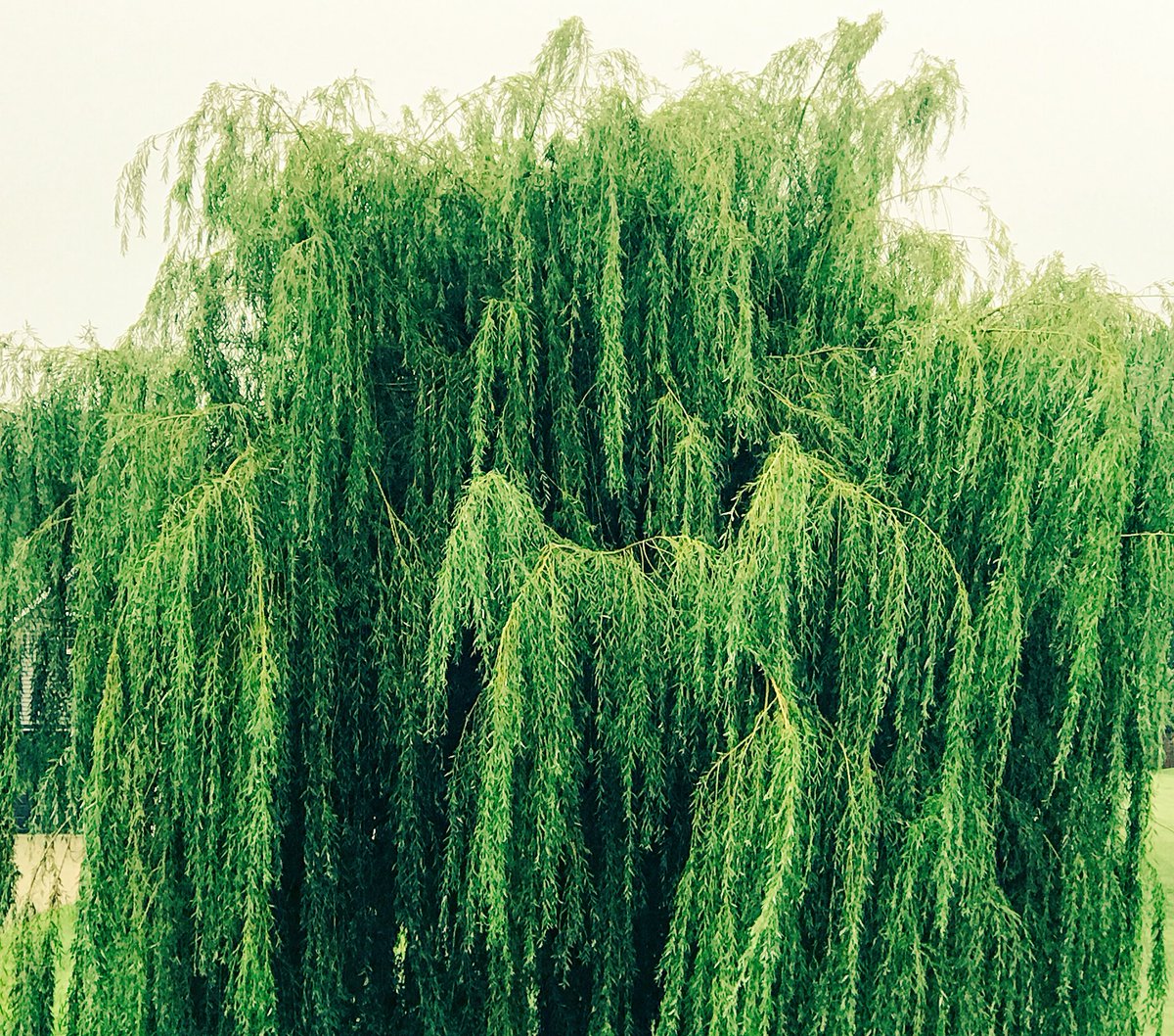 GodotWaiting's tweet photo. The small wren perched high / in the willow tree fears not / the potential fall. https://t.co/6CNPSwxjba
