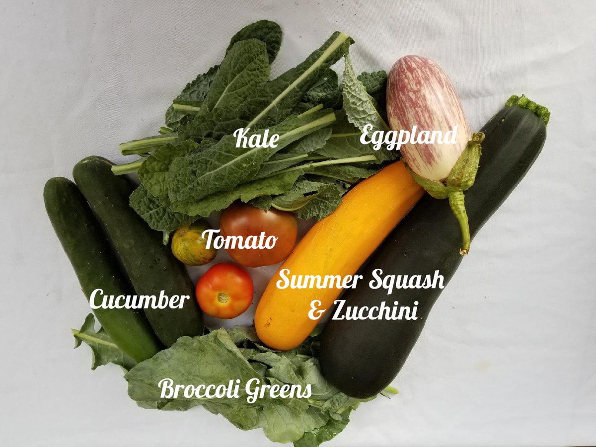 _thetinyacre_'s tweet photo. Week 8 Half Share: #broccoligreens #summersquash #zucchini #tomato #kale #eggplant #cucumber https://t.co/2Q5rinY0B7