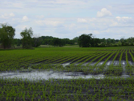 Болотистая почва. Подтопление и заболачивание почв. Переувлажнение почвы. Переувлажненная почва. Заболачивание, засоление.