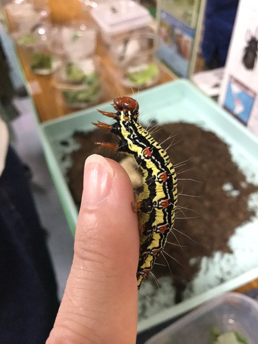 Hana オオゴマダラ成虫や大型カブトムシという 明らかにウケの良さそうな美麗昆虫を差し置いてお客様の 可愛い という黄色い歓声を一身に浴びていたフクラスズメ幼虫ちゃん コレを連れてきた石川県ふれあい昆虫館さん すばらしい 博物ふぇ Hana オオゴマダラ成虫や大型カブトムシという 明らかにウケの良さそうな美麗昆虫を差し置いてお客様の 可愛い という黄色い歓声を一身に浴びていたフクラスズメ幼虫ちゃん コレを連れてきた石川県ふれあい昆虫館さん すばらしい 博物ふぇ