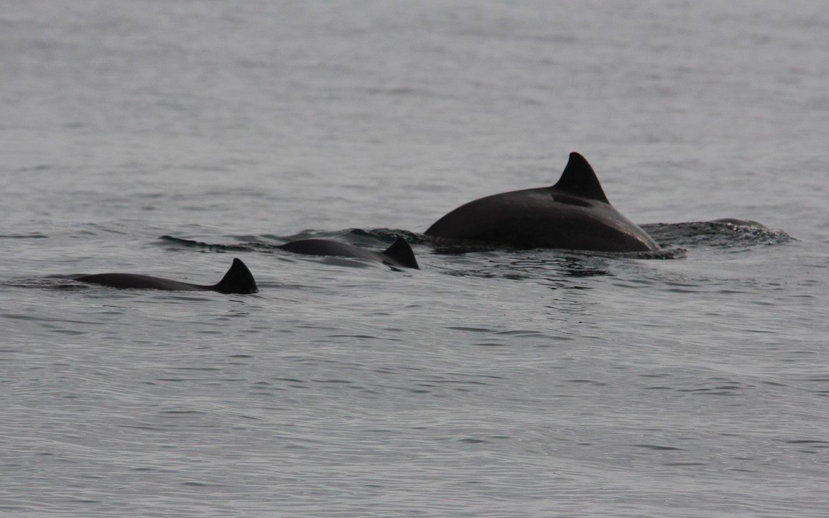Come &amp; spot #Exmoor's marine life for National #Whale &amp; Dolphin week with <a href="/SeaWatchersUK/">Sea Watch Foundation</a> <a href="/SomerSeaWatcher/">Vanessa Lloyd</a> Book here: exmoor-nationalpark.gov.uk/get-involved/e…