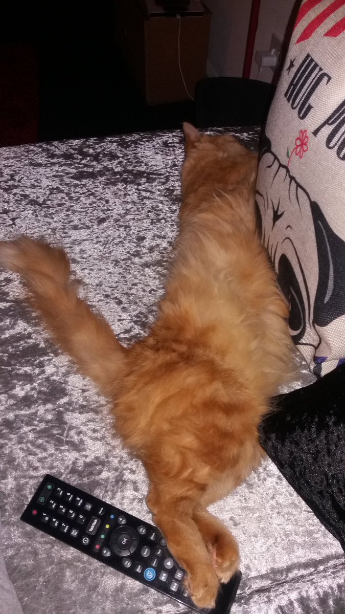 raffers18's tweet photo. Hard day for Georgie cat 😂😂 #Caturday #CatsOfTwitter #gingerpuss #Cats #LazyDay #Snoozapalooza https://t.co/BDIqyFwGej